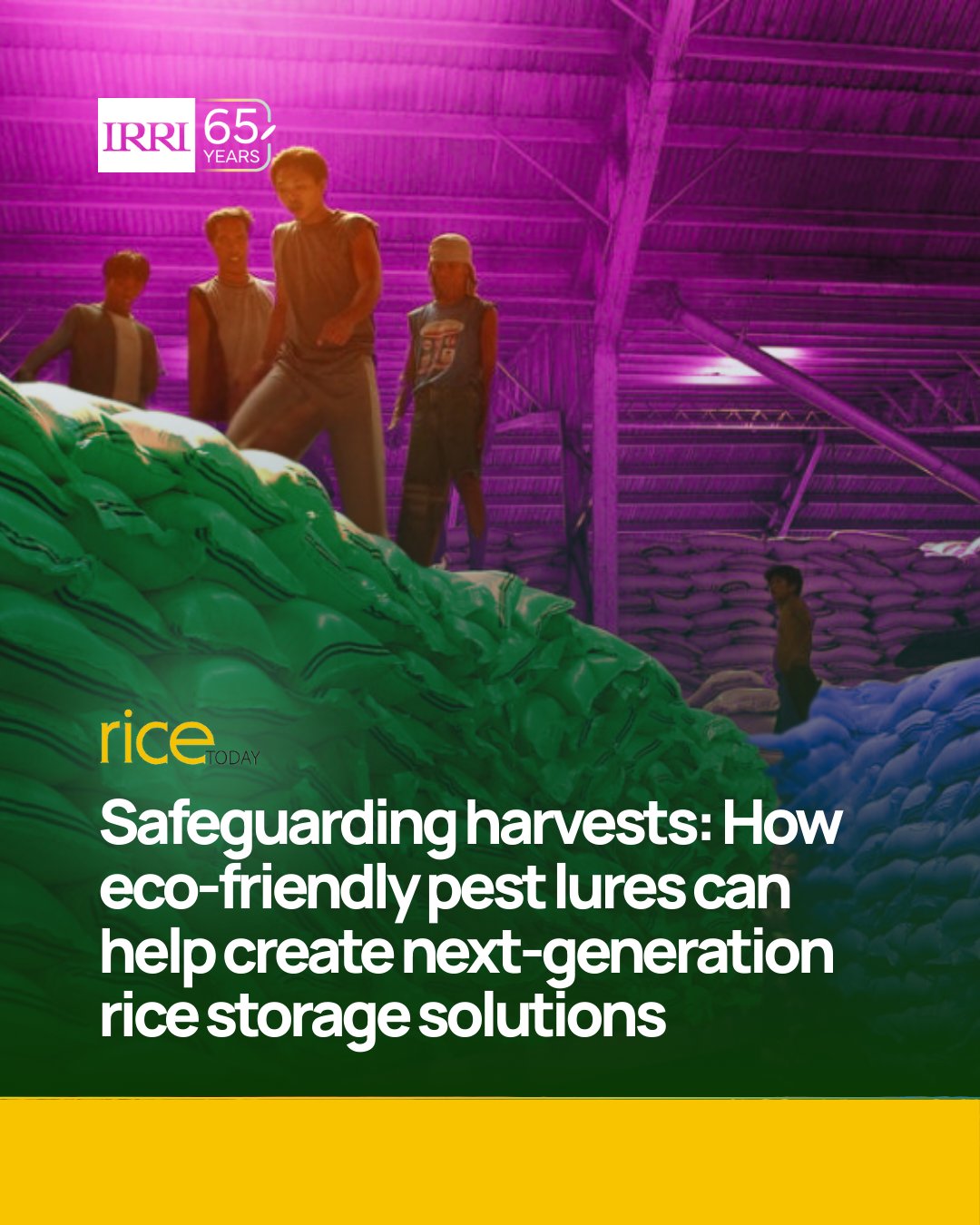 Top Guard Insect Control For Rice Insect attractants for enhanced monitoring and control of pests in rice ...
